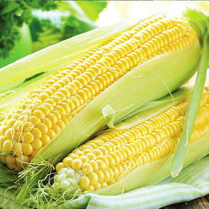 Hybrid Corn Seeds - Mini's Lifestyle Store- Buy Seeds in India