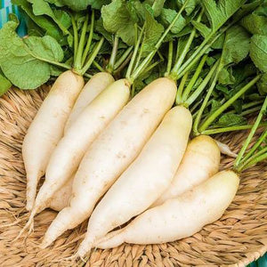 Radish Seeds Vegetable Seeds - Mini's Lifestyle Store- Buy Seeds in India